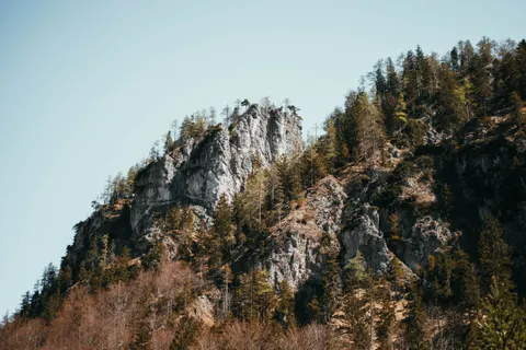 والپیپر جنگل کاج با کیفیت 4K · nature · 3840×2560