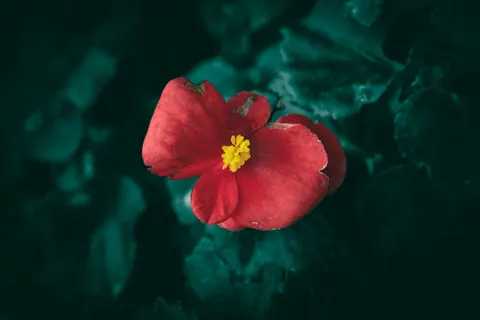 Flower Macro 4K Wallpaper · flowers · 3840×2560