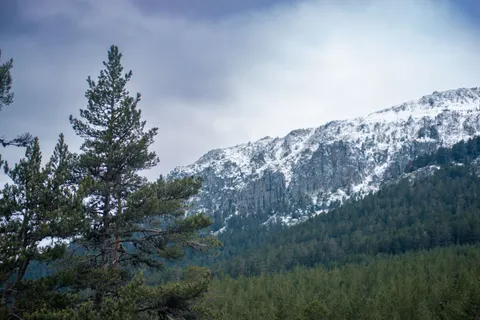 松樹林 4K桌布 · nature · 3840×2560