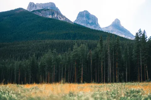 Pine Forest 4K Wallpaper · nature · 3840×2561