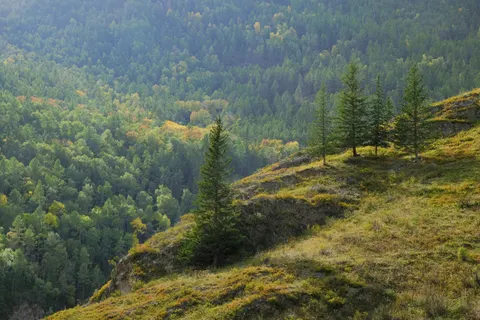 Pine Forest 4K Wallpaper · nature · 3840×2560
