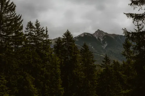 Pine Forest 4K Wallpaper · nature · 3840×2560