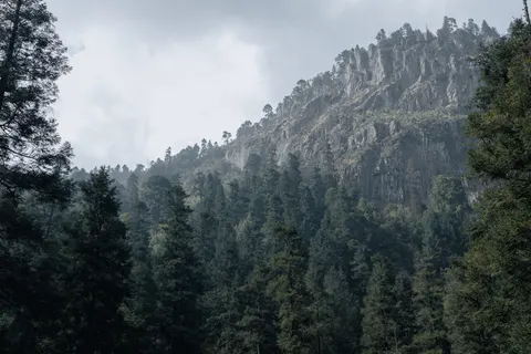Обои Сосновый лес 4K · nature · 3840×2560