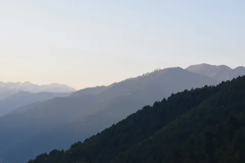 松樹林 4K桌布 · nature · 3840×2560