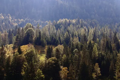 Pine Forest 4K Wallpaper · nature · 3840×2560