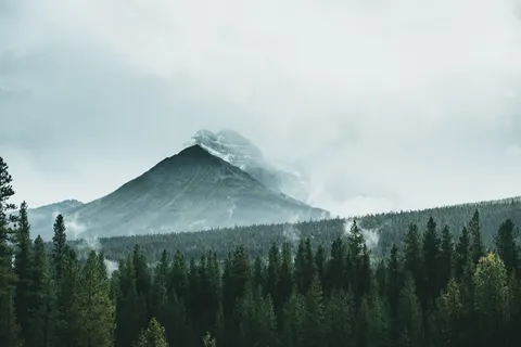 松樹林 4K桌布 · nature · 3840×2560