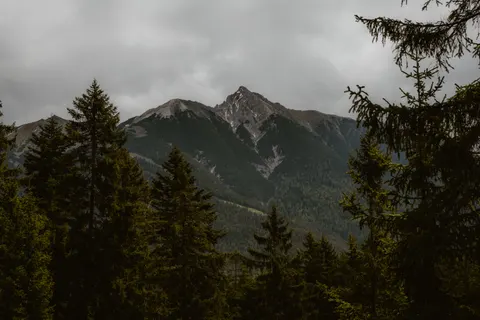 Pine Forest 4K Wallpaper · nature · 3840×2560