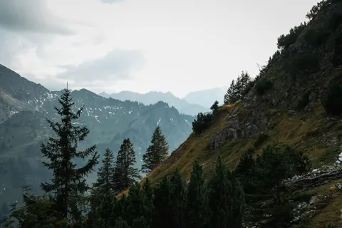 Sfondo Pineta 4K · nature · 3840×2560