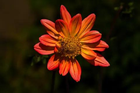 फूल का क्लोज़अप 4K वॉलपेपर · flowers · 3840×2560