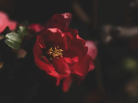 Sfondo Fiore in Macro 4K · flowers · 3840×2880
