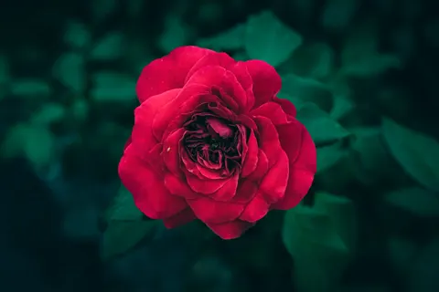 꽃 매크로 4K 배경화면 · flowers · 3840×2560