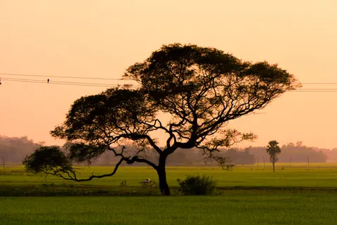 Savanna Sunset 4K Wallpaper · nature · 3840×2560