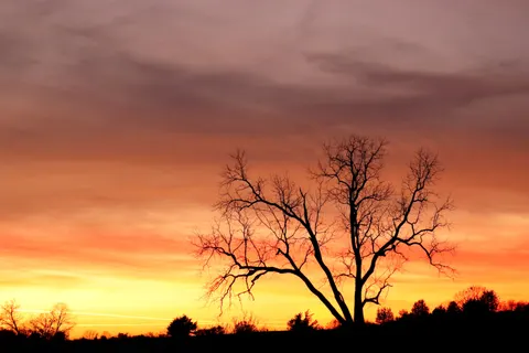 Savanna Sunset 4K Wallpaper · nature · 3840×2560