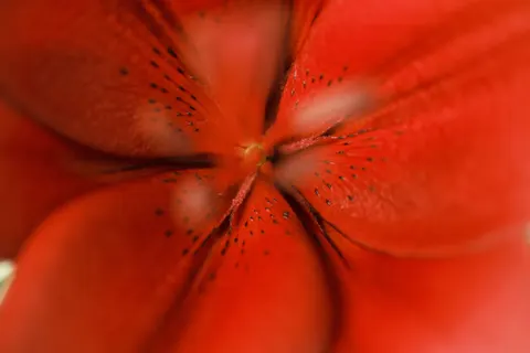 फूल का क्लोज़अप 4K वॉलपेपर · flowers · 3840×2560