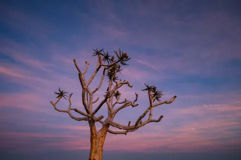 Savanna Sunset 4K Wallpaper · nature · 3840×2560