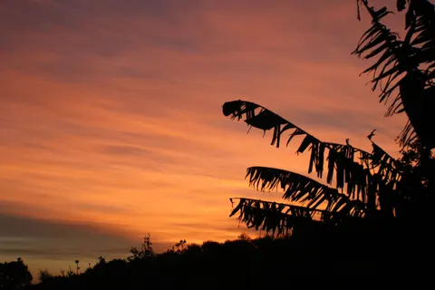 Savanna Sunset 4K Wallpaper · nature · 3840×2560