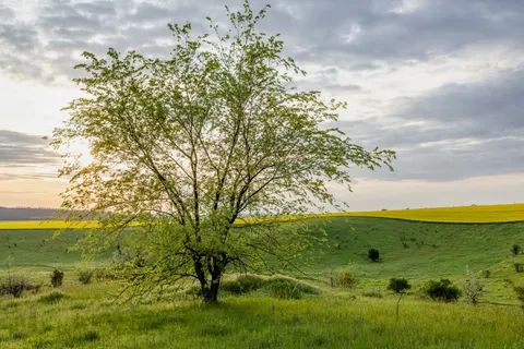 Savanna Sunset 4K Wallpaper · nature · 3840×2560