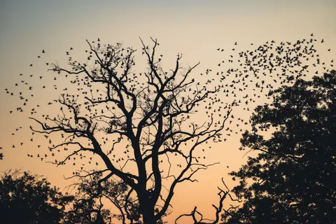 Savanna Sunset 4K Wallpaper · nature · 3840×2560