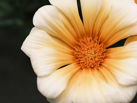 Flower Macro 4K Wallpaper · flowers · 3840×2880