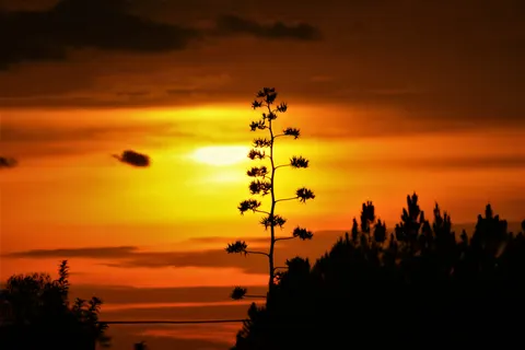 Savanna Sunset 4K Wallpaper · nature · 3840×2560