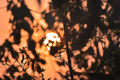 Savanna Sunset 4K Wallpaper · nature · 3840×2560