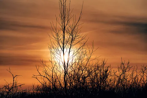 Savanna Sunset 4K Wallpaper · nature · 3840×2561
