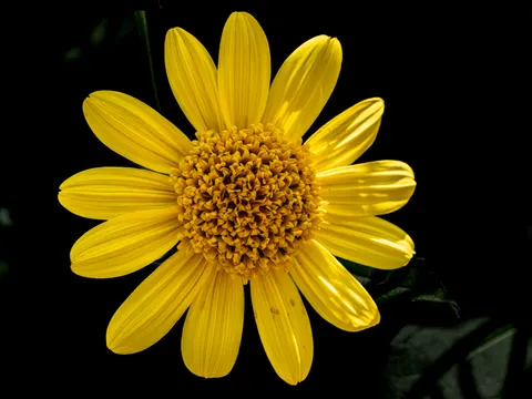 Blumen-Makro 4K Hintergrundbild · flowers · 3840×2880