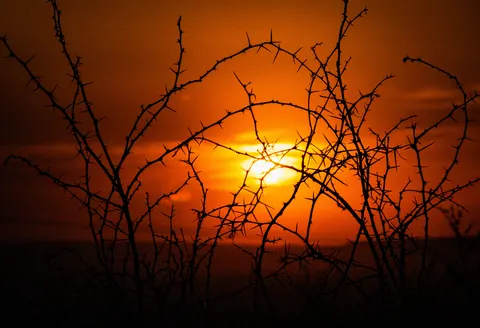 Savanna Sunset 4K Wallpaper · nature · 3840×2624