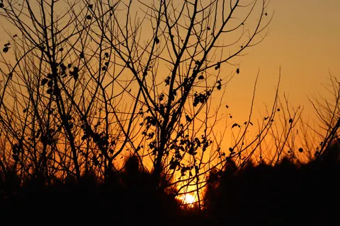 Savanna Sunset 4K Wallpaper · nature · 3840×2560