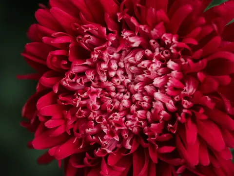 Sfondo Fiore in Macro 4K · flowers · 3840×2880