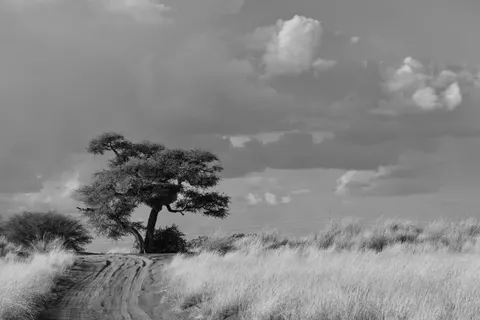 Savanna Sunset 4K Wallpaper · nature · 3840×2560