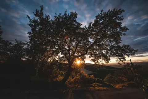 Savanna Sunset 4K Wallpaper · nature · 3840×2560