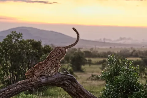 Savanna Sunset 4K Wallpaper · nature · 3840×2560