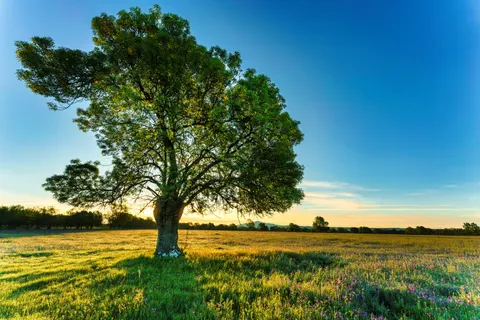 Savanna Sunset 4K Wallpaper · nature · 3840×2561