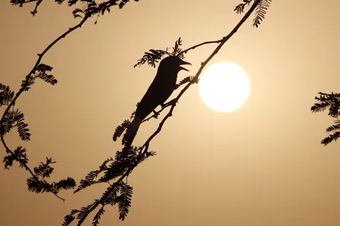Savanna Sunset 4K Wallpaper · nature · 3840×2560