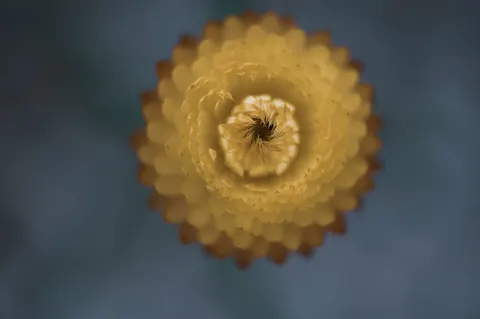 फूल का क्लोज़अप 4K वॉलपेपर · flowers · 3840×2552