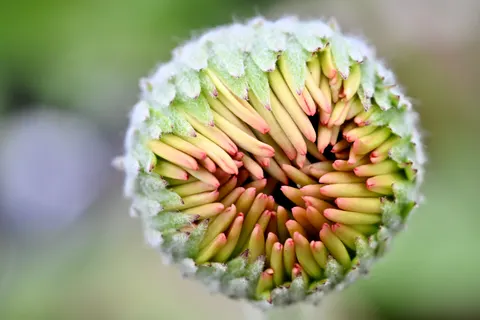 Sfondo Fiore in Macro 4K · flowers · 3840×2560