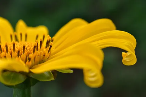 Flower Macro 4K Wallpaper · flowers · 3840×2560