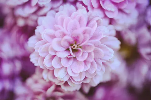 Çiçek Makro 4K Duvar Kağıdı · flowers · 3840×2560
