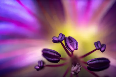 फूल का क्लोज़अप 4K वॉलपेपर · flowers · 3840×2560