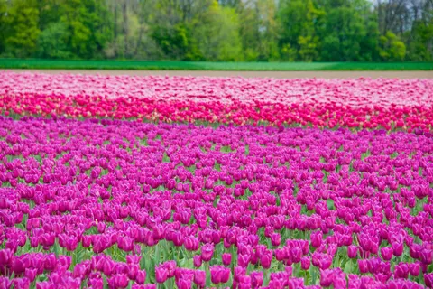 خلفية حقل التوليب بدقة 4K · flowers · 3840×2563