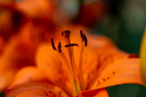 Flower Macro 4K Wallpaper · flowers · 3840×2560