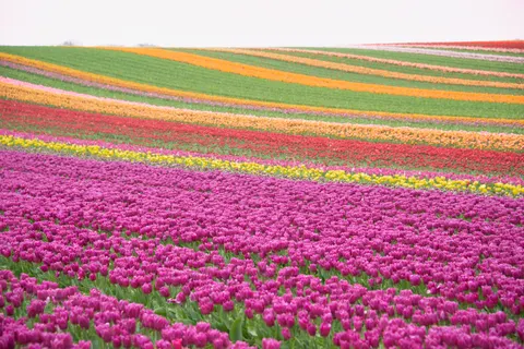 Fondo de pantalla Campo de Tulipanes 4K · flowers · 3840×2563