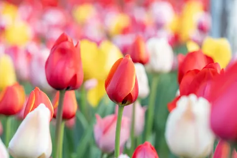 Обои Поле тюльпанов 4K · flowers · 3840×2560
