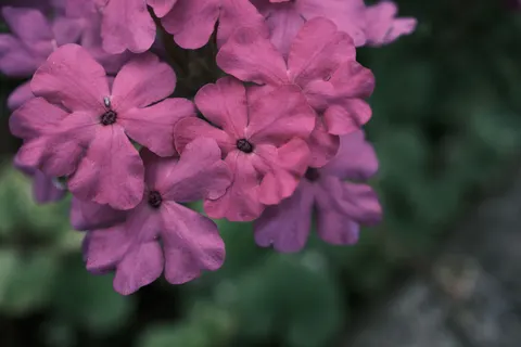 Blumen-Makro 4K Hintergrundbild · flowers · 3840×2560