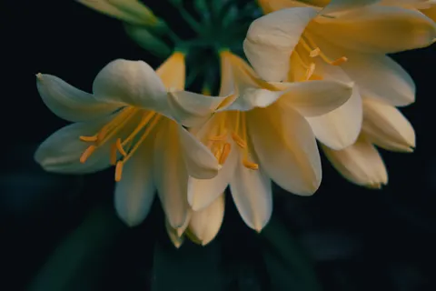 Flower Macro 4K Wallpaper · flowers · 3840×2560