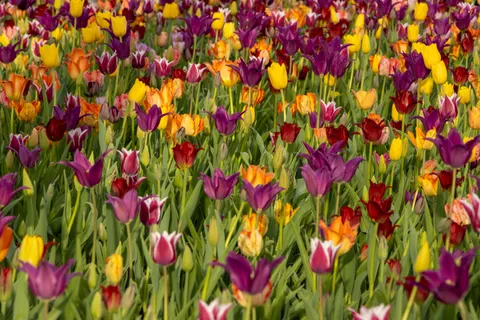Wallpaper Ladang Bunga Tulip 4K · flowers · 3840×2560