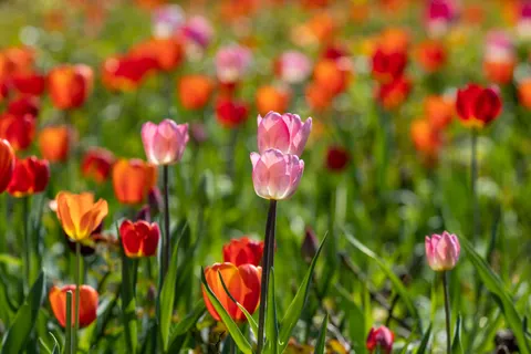 خلفية حقل التوليب بدقة 4K · flowers · 3840×2560