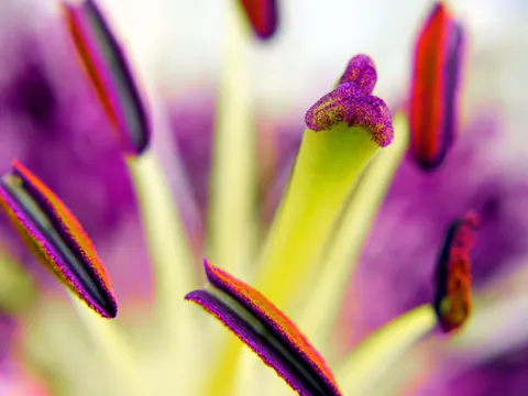 꽃 매크로 4K 배경화면 · flowers · 3840×2880