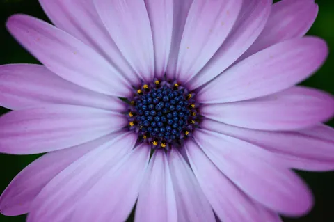 花卉微距 4K桌布 · flowers · 3840×2555